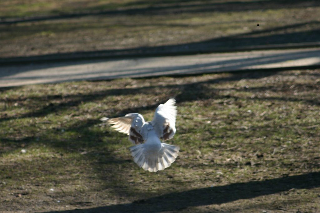 img_17523b